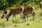 Red Deer (Cervus elaphus) on the Isle of Jura an inner Hebridean Island in Scotland, UK