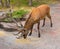 Red deer Cervus elaphus with luxurious antlers eats oats that people feed