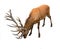 Red deer Cervus elaphus with luxurious antlers on white background