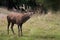 Red deer Cervus elaphus, massive male during the rutting season, with huge antlers, dirty fluffy fur, in his natural habitat.