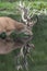 Red deer Cervus elaphus after rubbing the antlers on branches, velvet is falling off. Standing in a pool. National Park Hoge Vel