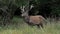 Red Deer, cervus elaphus, Stag Eating Grass, Sweden,