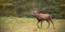 Red deer, cervus elaphus, stag roaring during rutting season in autumn.