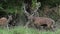 Red Deer, cervus elaphus, Stag Roaring during the Rutting season, Sweden,