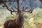Red Deer Cervus elaphus stag sharpening up his antlers