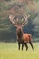 Red deer, cervus elaphus, stag standing calmly on meadow