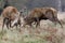 Red Deer (Cervus elaphus) stags dueling
