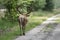 Red deer Cervus elaphus walks away on a trail. National Park Hoge Veluwe in the Netherlands. Forest in the background.