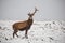 Red deer, Cervus elaphus, in winter on snow with broken antler.