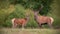 Red deer, cervus elpahus, couple in autum during mating season.