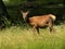 Red deer chews grass on a meadow