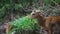 Red Deer, couple mom and baby enjoy eating green grass