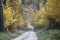 Red deer crossing a forest road