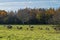 Red deer in a deer park with colourful winter trees