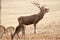 Red Deer, Deers, Cervus elaphus - Rut time,Red deer roaring