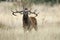 Red Deer, Deers, Cervus elaphus - Rut time, stag, Red deer roaring