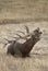 Red Deer, Deers, Cervus elaphus, stag, Red deer roaring