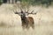Red Deer, Deers, Cervus elaphus , stag, Red deer roaring