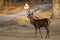 Red Deer, Deers, Cervus elaphus, traffic signal