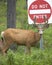 Red deer with do not enter signal. Jasper. Canada