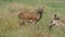 Red deer doe being cheeky on a beautiful summer day in England