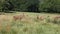 Red deer does in an English meadow on a summers day