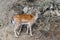 Red deer facing camera in summer nature. Wild animal with brown fur observing in forest