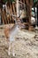 Red deer facing camera in summer nature. Wild animal with brown fur observing in forest