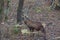 The red deer - Family park, near Poitiers in France.