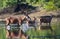 Red deer family walking in river in forest