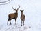 Red deer and fawn in snow