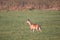 Red deer female animal on grassland