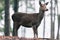 Red deer female cervus elaphus in autumn forest.