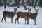 Red deer female group, winter