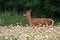 Red deer female standing in poppy in summer nature.