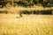 Red deer in field, Germany