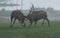 Red deer fighting in the meadow during the rut