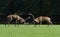 Red deer fighting in the meadow during the rut