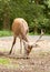 Red deer foraging for acorns