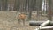 Red deer in the forest