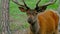 red deer in the forest