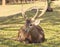 Red deer on a forest marge