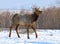 The red deer goes on snow