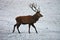 Red deer goes on winter field.