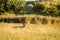 Red deer in grassy field