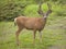 Red deer with green background. Jasper. Canada