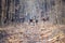 Red deer group in autumn in the forest. Autumn landscape with herd of deer