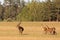 Red deer group with belling deer stag in autumn. Autumn landscape with herd of deer. Cervus Elaphus. Natural habitat.