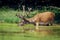 Red deer with growing antlers drinking water from pond in forest