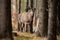 Red deer with growing antlers walking in springtme forest